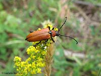 Stictoleptura rubra - femmina