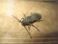 Trichoferus sp.