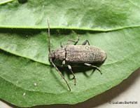 Trichoferus sp.