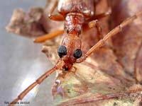 Vesperus luridus