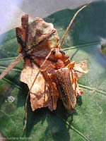 Cerambycidae Vesperus luridus