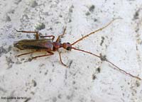 Vesperus luridus