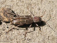 Xylotrechus sp.