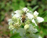 Cerambicide Rutpela maculata