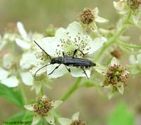 cerambycidae Stenopterus ater