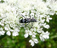 Chlorophorus figuratus