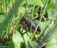 Cerambycidae Dorcadion etruscum