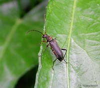 Grammoptera ruficornis