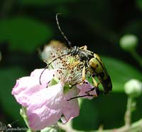 leptura maculata