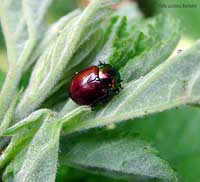 Chrysolina polita
