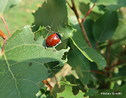 Chrysomela populi adulto