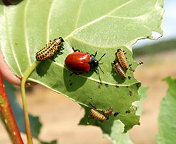 Chrysomela populi adulto e larve