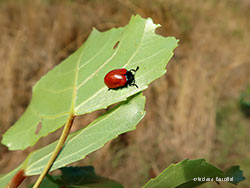 Chrysomela populi adulto