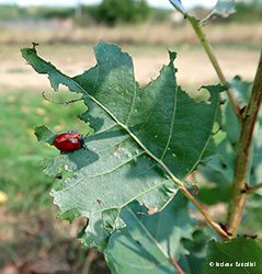 Chrysomela populi su una foglia con bordi mangiucchiati