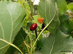 Chrysomela populi su una foglia con bordi mangiucchiati