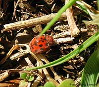 Chrysomelidae color arancio con piccoli puntini scuri