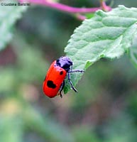 Clytra laeviuscula Clytra laeviuscula