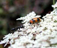 Coptocephala unifasciata sul fiore con una formica