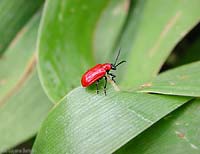 Adulto di coleottero Lilioceris Lilii