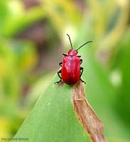 Coleottero rosso vivo, Lilioceris Lilii Coleottero rosso vivo, Lilioceris Lilii