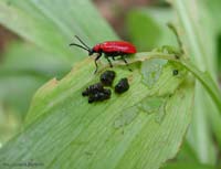 Larve e adulto di lilioceris Lilii