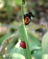 Larve e pupe di Lilioceris Lilii