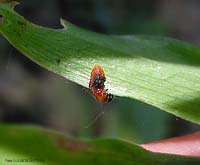 larva di Lilioceris Lilii