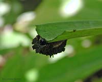 larva di Lilioceris