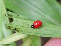 Larva matura di Lilioceris Lilii