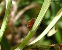 Larve di Lilioceris lilii famiglia Chrysomelidae