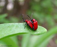 Lilioceris Lilii in accoppiamento