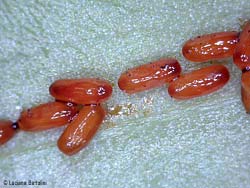uova rossicce di Lilioceris Lilii uova rossicce di Lilioceris Lilii