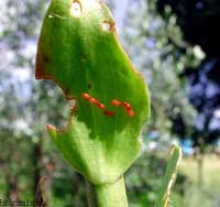 Uova di Lilioceris lilii