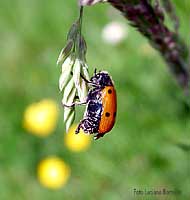 Lachnaea sexpuntata Lachnaea sexpuntata