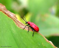 Lilioceris Lilii