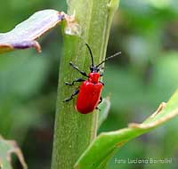 Lilioceris Lilii