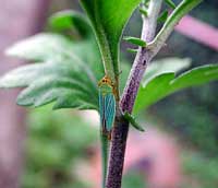 Cicadella Viridis