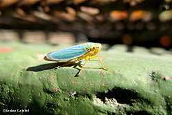 Cicadella Viridis