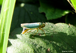 Cicadella Viridis