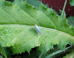 Cicadella Viridis