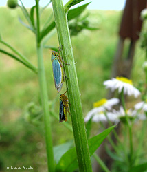 Cicadella Viridis maschio e femmina