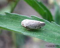 Cicadellidae - Selenocephalus obsoletus