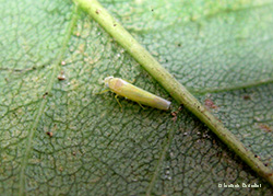 Edwardsiana sp.