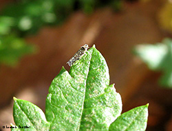Eupteryx florida
