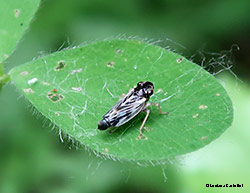 Evacanthus acuminatus