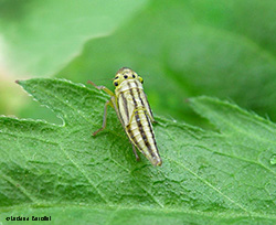 Ninfa di Cicadella Viridis