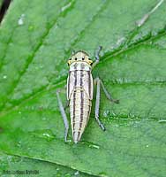 Ninfa di Cicadella Viridis