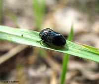 Penthimia nigra