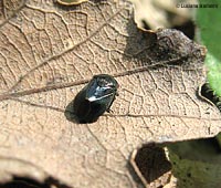 Penthimia nigra