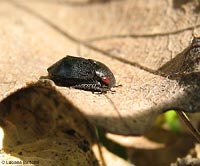 Penthimia nigra